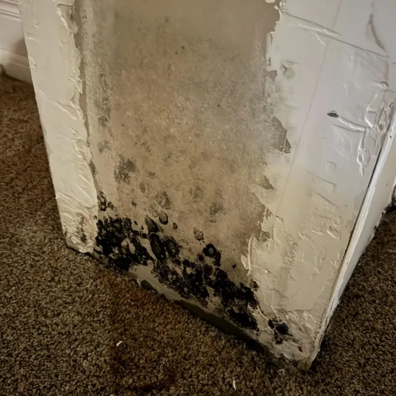 Professional Mold Removal in Saint Augustine Beach, FL